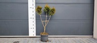 Tuja Bonsai formowana w 3 kule NR 1789