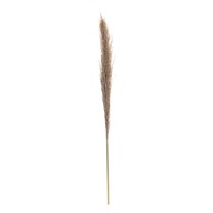 Dekoria Vetvička Pampas Grass 130cm