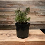 Sosna Górska Hakowata Pinus Uncinata Duża 3 Letnia Sadzonka W Pojemniku 3l