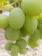 Vinič Pieseň- ovocie v tomto roku. Sadenice viniča 1,2m