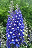 OSTRUŽINA TRVALÁ (DELPHINIUM CULTORUM) MIX FARIEB