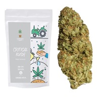 Susz konopny CBD Critical Kush - CBD <12% - 5 gram