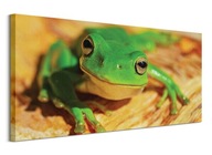 Zielona Żaba obraz na płótnie do salonu 100x50 cm