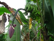 3x Semená banánovníkov banánov Musa acuminata Banán pravý Banány