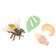 Model hmyzu hračka rastový cyklus včela medonosná