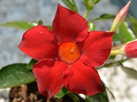 Mandevilla Dipladenia kwitnące pnącze czerwone kwiaty na balkon P12