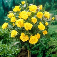 Róża na pniu żółta WIELKOKWIATOWA