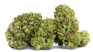 Susz konopny CBD Lemon Haze 1000g 1kg