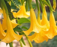 BIELENIE DATURA ŽLTÁ ANJELSKÉ TRÚBY BRUGMANSIA