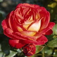 Róża wielkokwiatowa MIDSUMMER - doniczka 2 litrowa