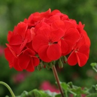 Pelargonia Ringo Cardinal F1 "JUŻ WYSIANE" nasiona