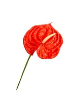 Kwiat sztuczny gumowy Anturium kitnia łodyga 60 cm czerwony ozdobny wazonu