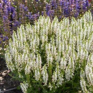 Šalvia omša ADRIAN Medonosná Biela Na zľavy Sadenice v kvetináčoch P11