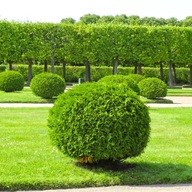 Thuja HOSERI Piękna zielona kula Tuja Żywotnik