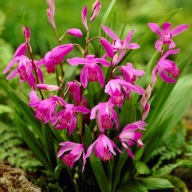 Földi orchidea - Csíkos Bletilla - Palánta