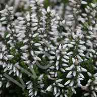 Wrzos pospolity MARY LU (GARDEN GIRLS) Calluna vulgaris