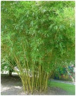 Bambus Obrie - Trstinový pre domácnosť (Bambusa Arundinacea) semená 5 ks