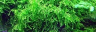 Mech Weeping Moss 10 gałązek In Vitro Piękny