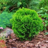 Tuja DANICA Thuja kulista GĘSTA ZIELONA MINIATUROWA KULA karłowa SADZONKA