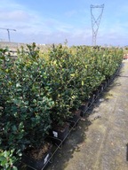 Ilex Meserveae Blue Princes Pestrec mariánsky Modrý Princ Veľký mužský