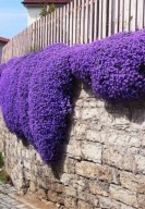 KERTI VITORLÁS LILA SZIKLAKERT VIRÁG MAGOK DÍSZNÖVÉNYEK