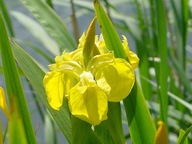 Kosaciec żółty (Iris) do oczka i stawu 100szt HURT