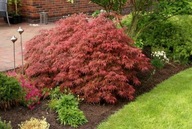 Klon palmowy Acer Garnet 20-40cm C2