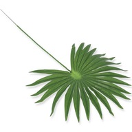 palmový list tmavo zelený 52cm umelý