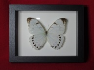 Motyl w ramce / gablotce 17 x 22 cm . Morpho luna - 120 mm .