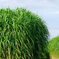 TRAWA MISKANT MISCANTHUS GIGANTEUS OLBRZYMI