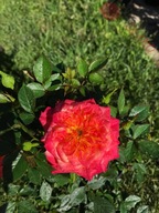 Róża miniaturowa - Pomarańczowa OBFICIE KWITNĄCA DONICZKA 3 LITRY