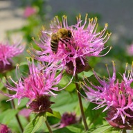 Pysznogłówka Bee-Free ROŻOWA WIELOLETNIA BYLINA MIODODAJNA sadzonka