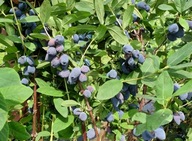 Zestaw 5x Jagoda kamczacka BLUE BANANA p9-z kwiatami!słodka odm. kanadyjska