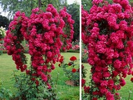 Penová ruža Červená previsnutá PREMIUM 1-1305