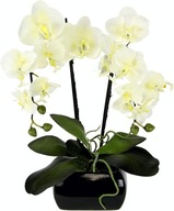 2 X Orchidea cserépben orchidea 2 db