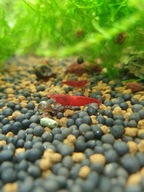 Krewetki Neocaridina Bloody Mary Krwisty Czerwony 10+1 GRATIS