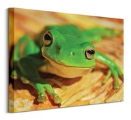 Zielona Żaba obraz na płótnie 50x40 cm