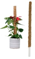 Palik Kokosowy Tyczka Podpora do Roślin 60cm