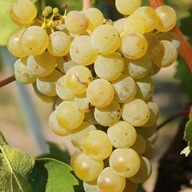 Biele hrozno MUSKAT ODESSKIJ