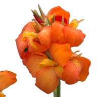 Kanna Canna Cannova Orange Shades