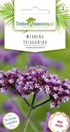 VERBENA PATAGONSKÁ - ARGENTINSKÁ (VERBENA BONARIENSIS) SEMENÁ 100 ks