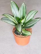 Sansevieria hahnii "Streaker"