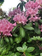 Różanecznik Pewi (Rhododendron) PACHNĄCY OGROMNY RÓŻOWY KWIAT sadzonka 2l