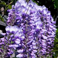 Glicynia (Wisteria) chińska fioletowa słodlin chiński sadzonka 2L