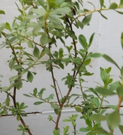 Manuka - miododajna roślina