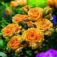 Róża Pnąca Pomarańczowa PACHNĄCA 1 szt. sadzonk