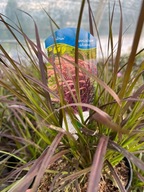 Trawa bordowa rozplenica Rubrum ładna duża sadzonka