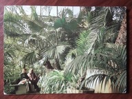 GLIWICE palmiarnia 1980 r.