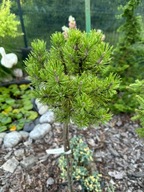 'Mops' kaszálófenyő (Pinus mugo) a fatörzsön