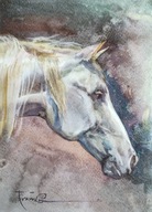 Kôň, akvarel Alexandra Franka